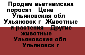 Продам вьетнамских поросят › Цена ­ 3 000 - Ульяновская обл., Ульяновск г. Животные и растения » Другие животные   . Ульяновская обл.,Ульяновск г.